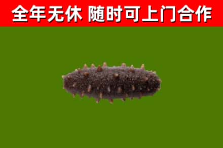 丰林烟酒回收干海参.jpg